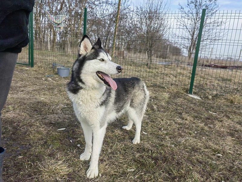 Luna, geb. 07.11.2022, 59 cm, sucht eine aktive Familie
