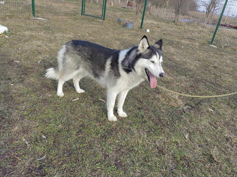 Luna, geb. 07.11.2022, 59 cm, sucht eine aktive Familie