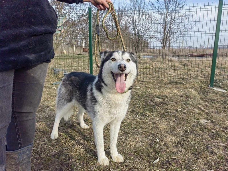 Luna, geb. 07.11.2022, 59 cm, sucht eine aktive Familie