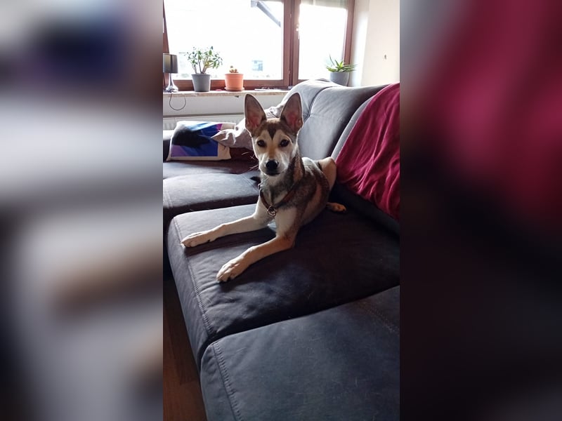 Liebevolles Zuhause gesucht ❣️