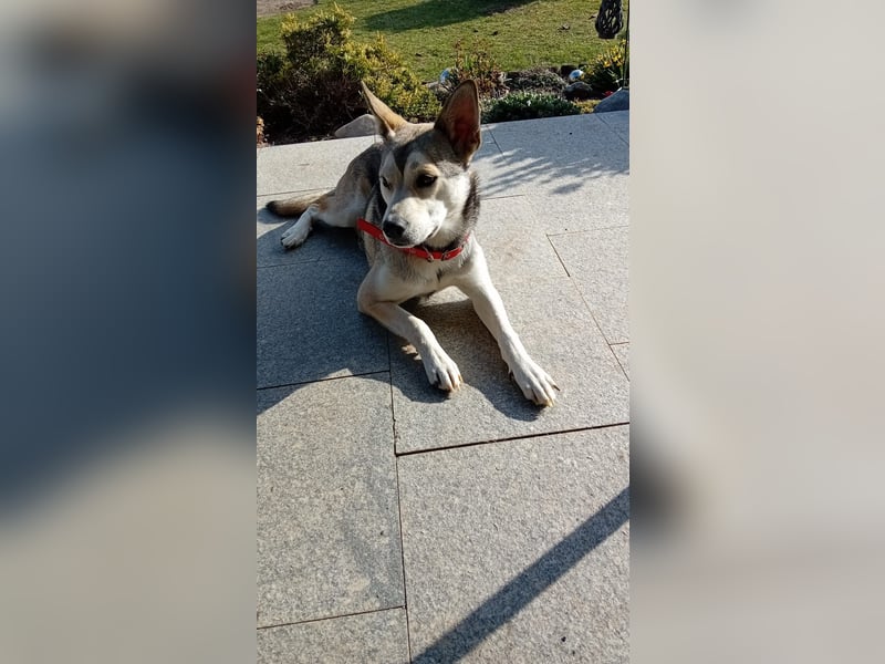 Liebevolles Zuhause gesucht ❣️