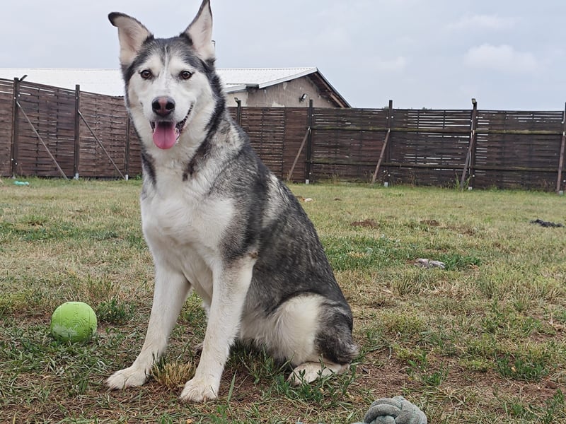 Husky - Mix - Hündin sucht neues Zuhause