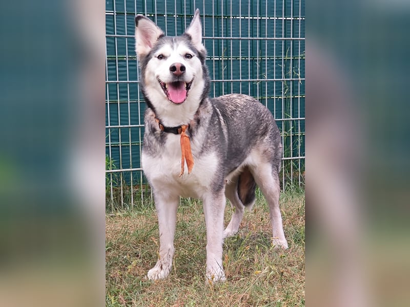 Husky - Mix - Hündin sucht neues Zuhause