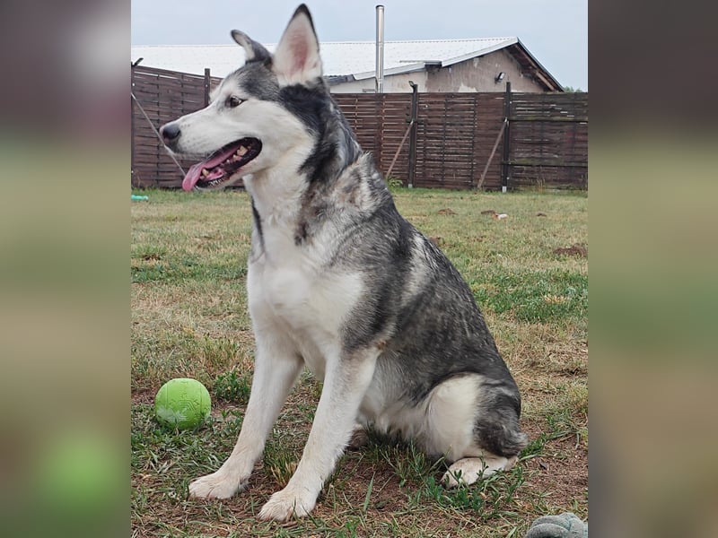 Husky - Mix - Hündin sucht neues Zuhause