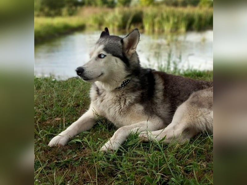 Luna von kettenlos