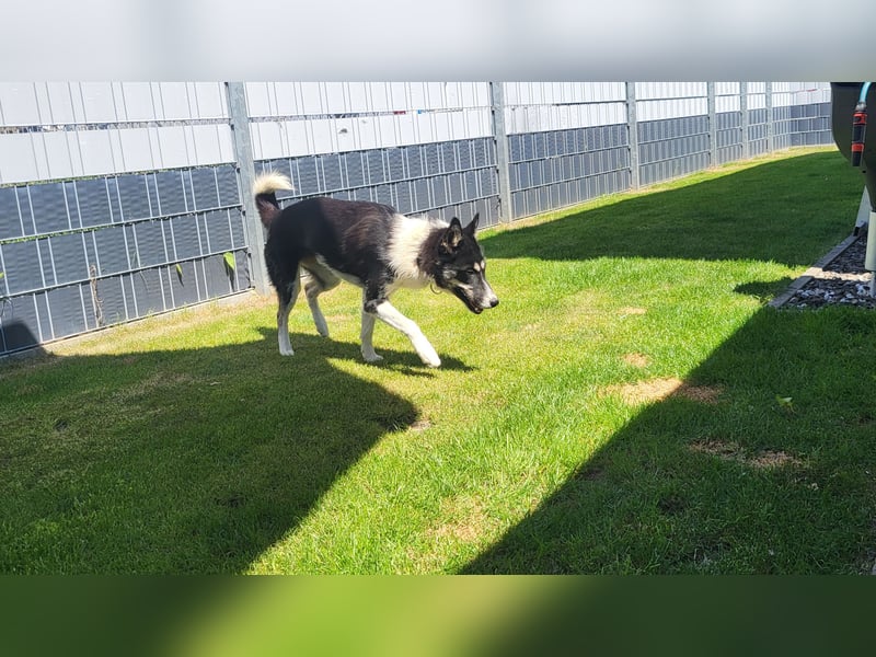 Sibirische Husky Hündin SHC/FCI Papiere