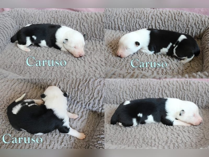Yakutian Laika Welpen. Husky