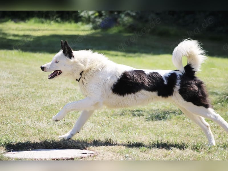 Yakutian Laika Welpen. Husky