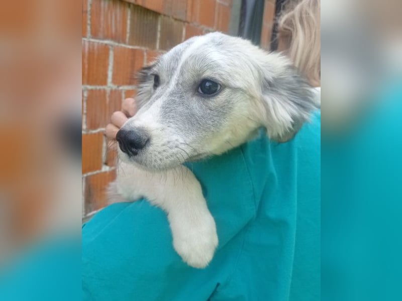 Tiara ❤️ aufgewecktes Husky-Mix Mädl