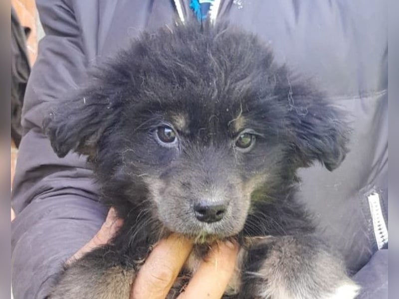 Sina ❤️ junge, aktive Husky-Mix Dame