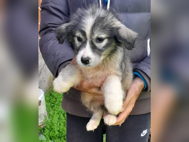 Tiara ❤️ aufgewecktes Husky-Mix Mädl
