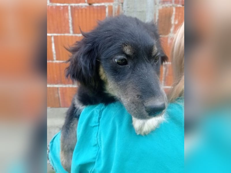 Sina ❤️ junge, aktive Husky-Mix Dame