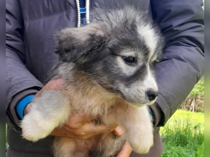 Tiara ❤️ aufgewecktes Husky-Mix Mädl