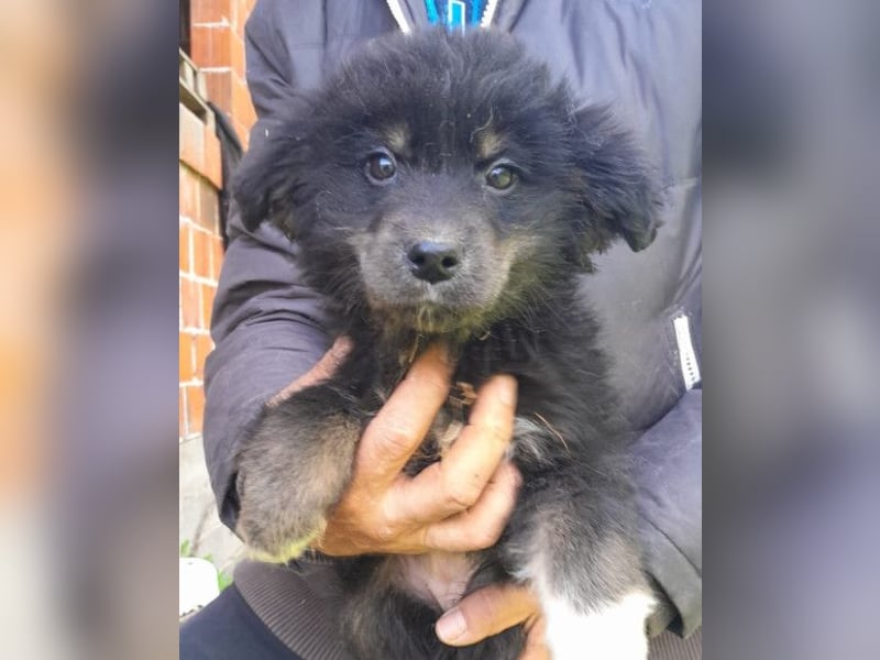 Sina ❤️ junge, aktive Husky-Mix Dame