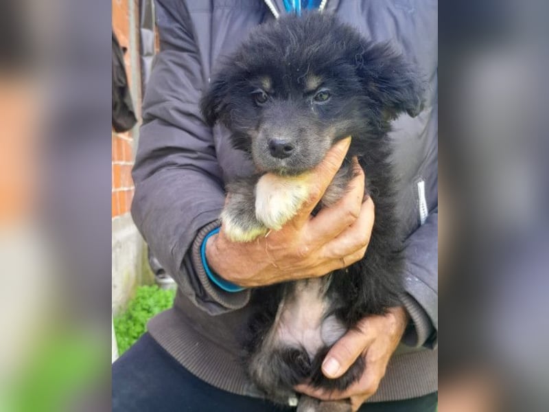 Sina ❤️ junge, aktive Husky-Mix Dame