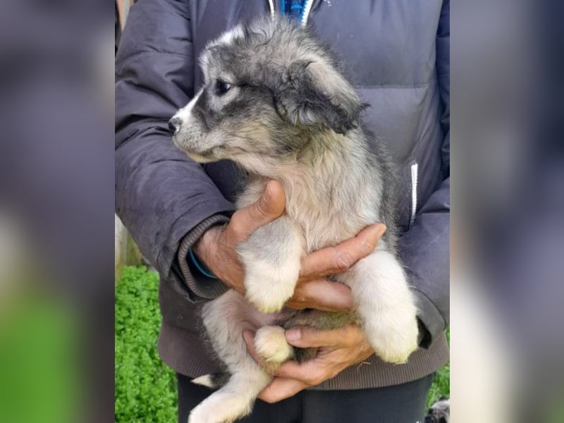 Tiara ❤️ aufgewecktes Husky-Mix Mädl