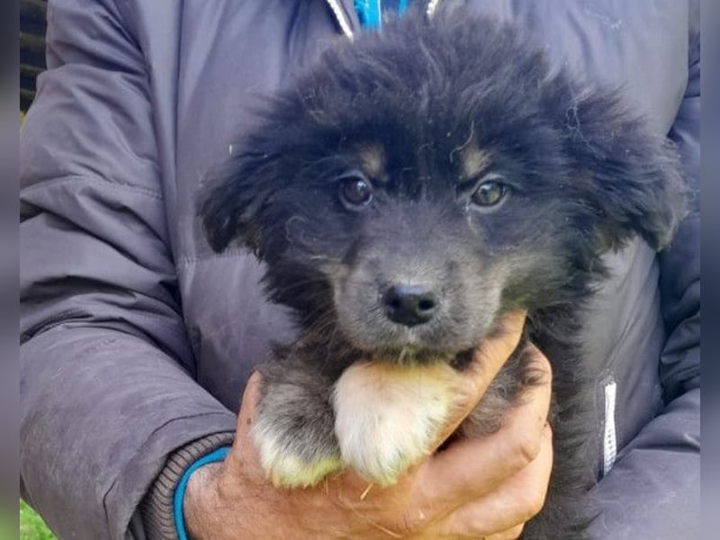 Sina ❤️ junge, aktive Husky-Mix Dame
