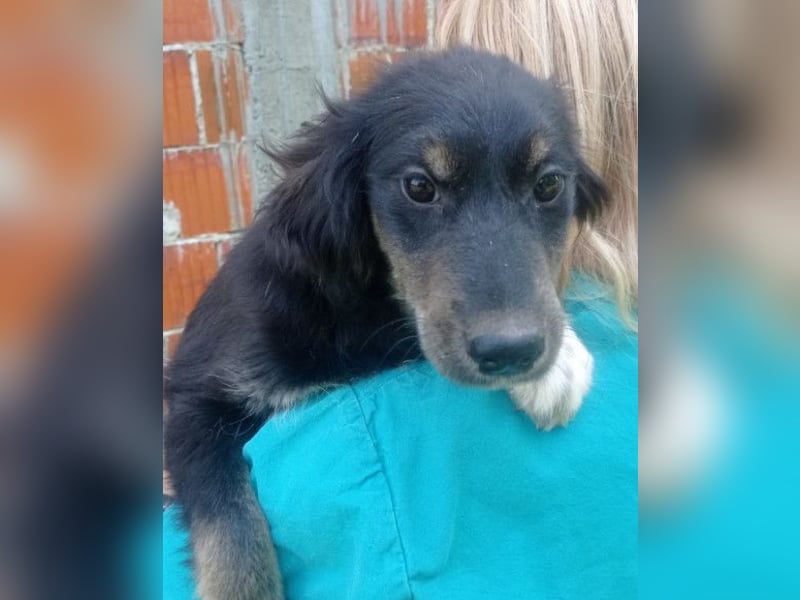 Sina ❤️ junge, aktive Husky-Mix Dame