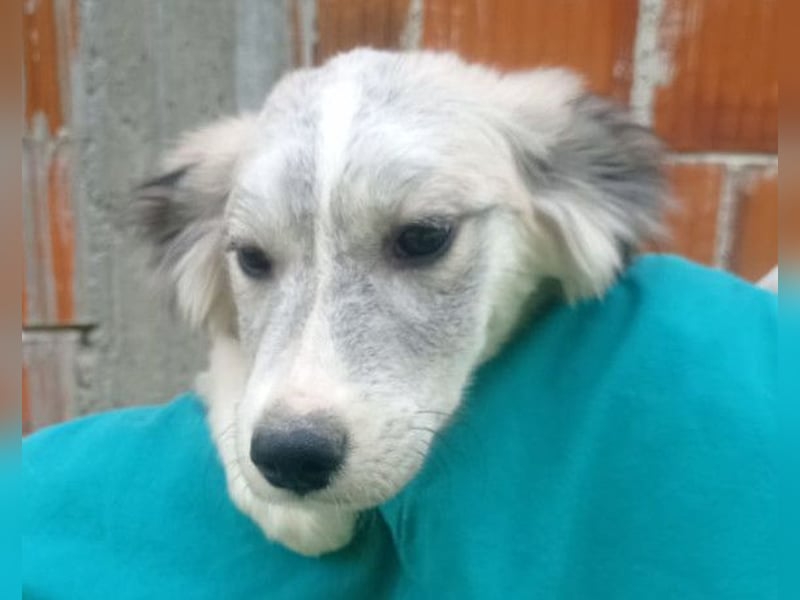 Tiara ❤️ aufgewecktes Husky-Mix Mädl