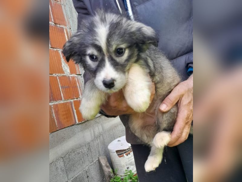 Tiara ❤️ aufgewecktes Husky-Mix Mädl