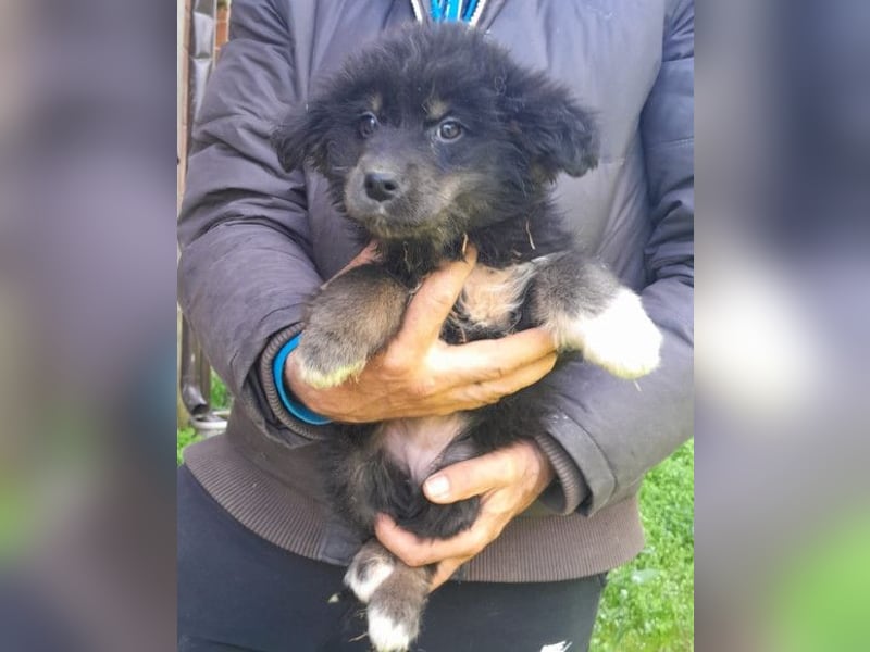 Sina ❤️ junge, aktive Husky-Mix Dame