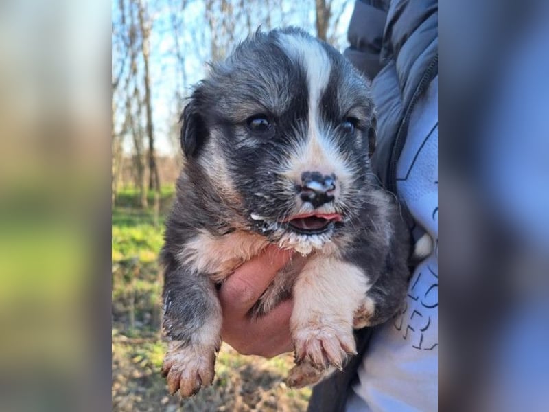 Tiara ❤️ aufgewecktes Husky-Mix Mädl