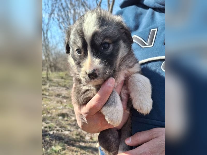 Tiara ❤️ aufgewecktes Husky-Mix Mädl