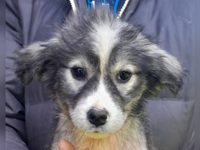 Tiara ❤️ aufgewecktes Husky-Mix Mädl
