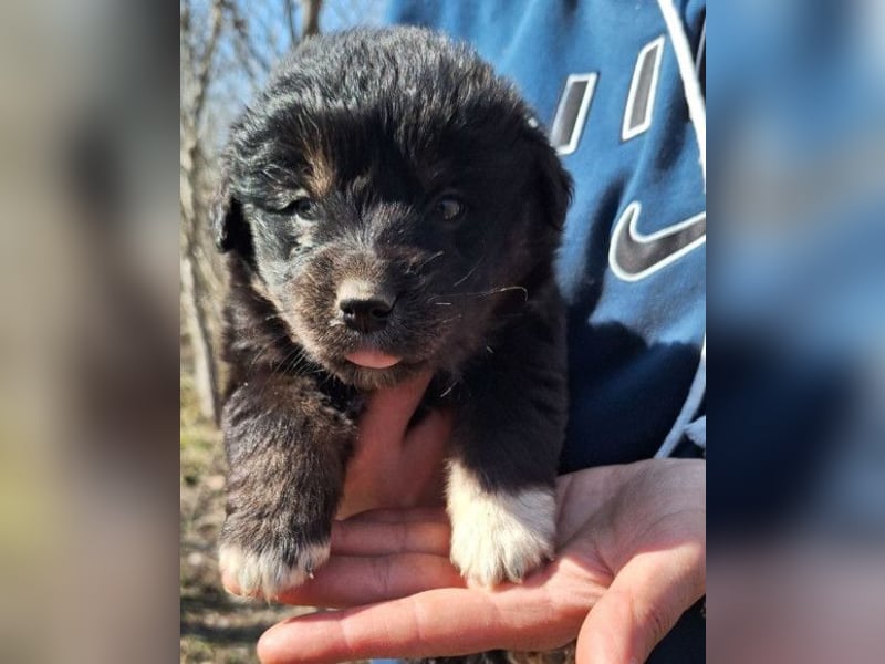 Sina ❤️ junge, aktive Husky-Mix Dame
