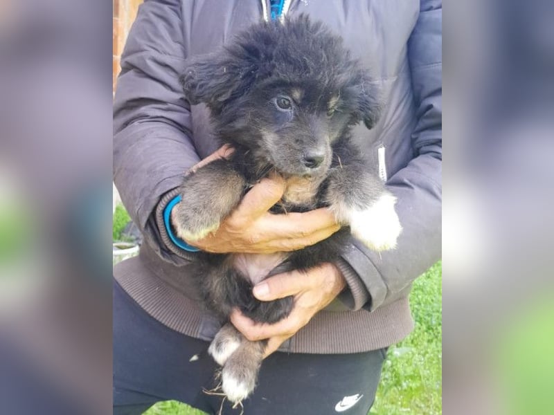 Sina ❤️ junge, aktive Husky-Mix Dame