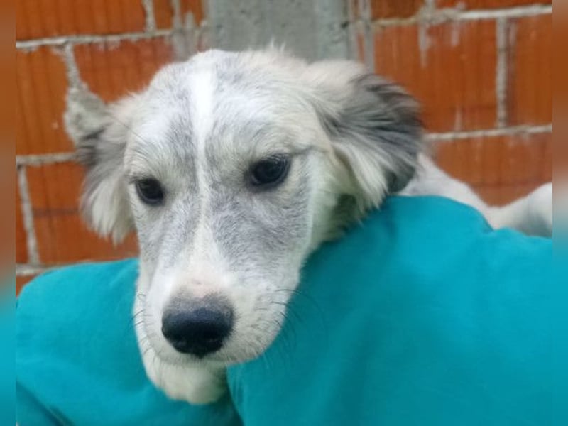 Tiara ❤️ aufgewecktes Husky-Mix Mädl
