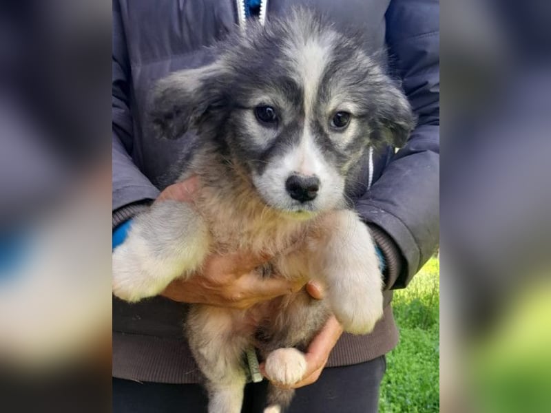 Tiara ❤️ aufgewecktes Husky-Mix Mädl