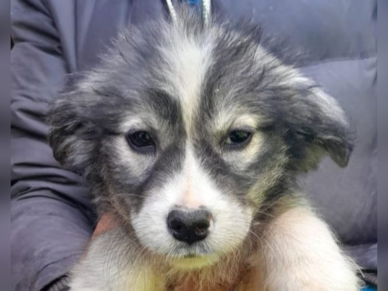 Tiara ❤️ aufgewecktes Husky-Mix Mädl