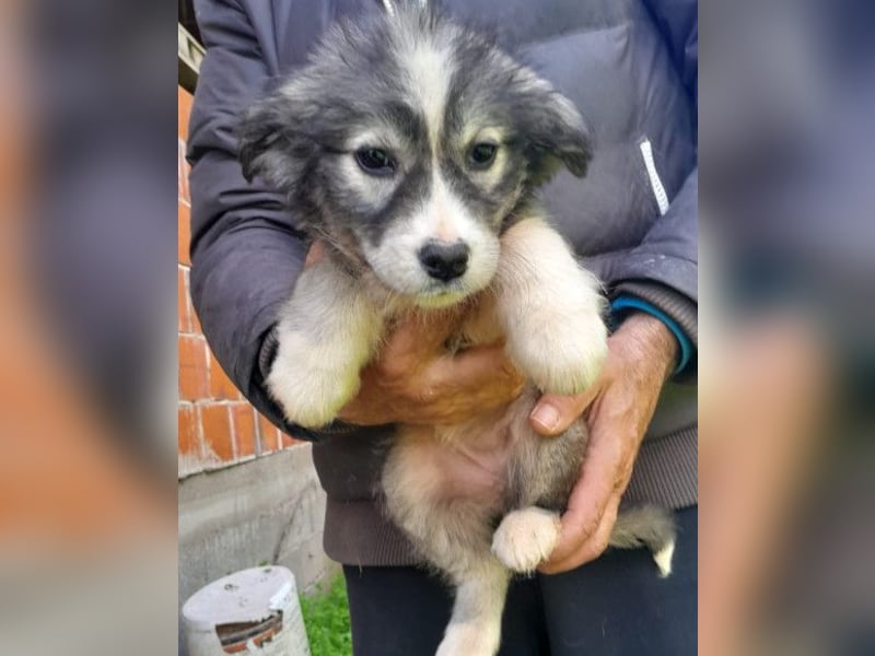 Tiara ❤️ aufgewecktes Husky-Mix Mädl