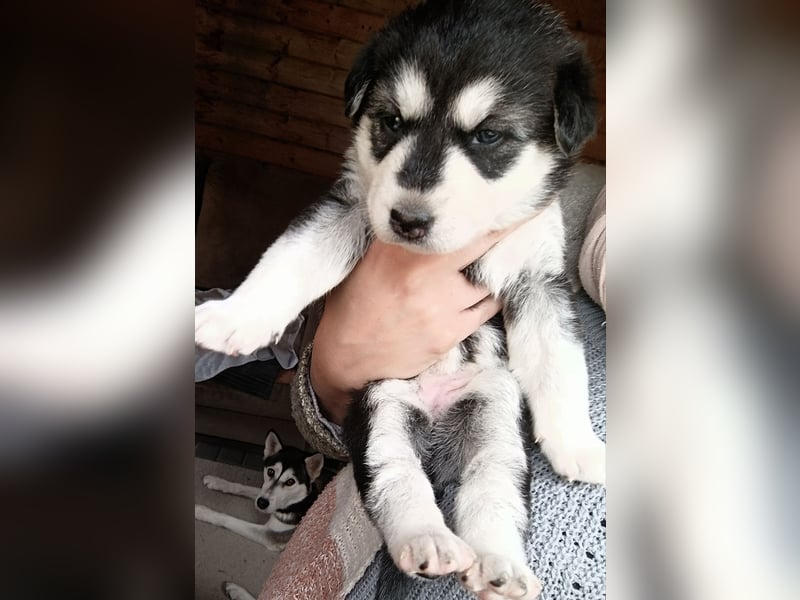 Husky Welpe