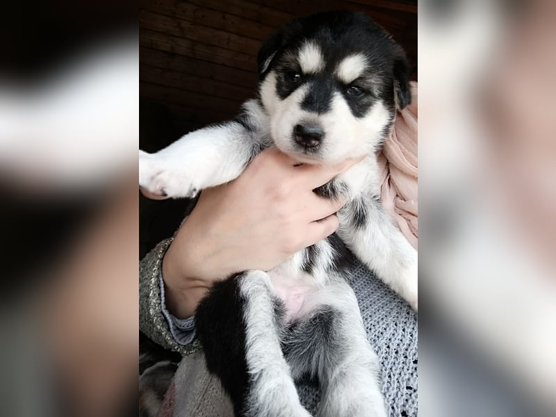 Husky Welpe