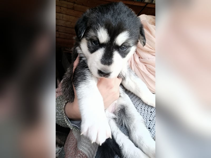 Husky Welpe