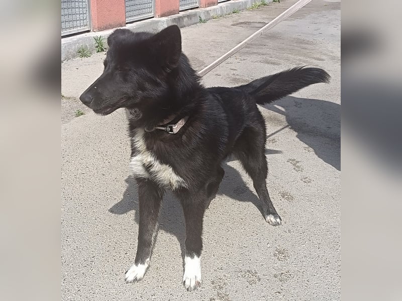 liebenswerte Husky Mischlingshündin Aurora sucht ihre Familie