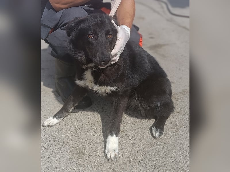 liebenswerte Husky Mischlingshündin Aurora sucht ihre Familie