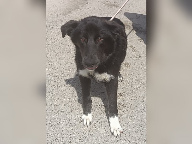 liebenswerte Husky Mischlingshündin Aurora sucht ihre Familie