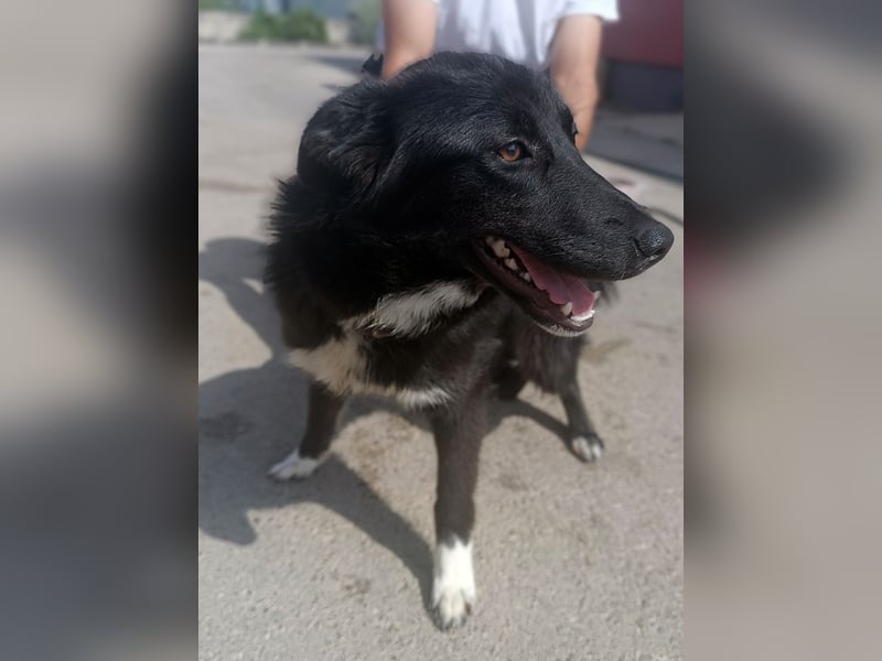 liebenswerte Husky Mischlingshündin Aurora sucht ihre Familie