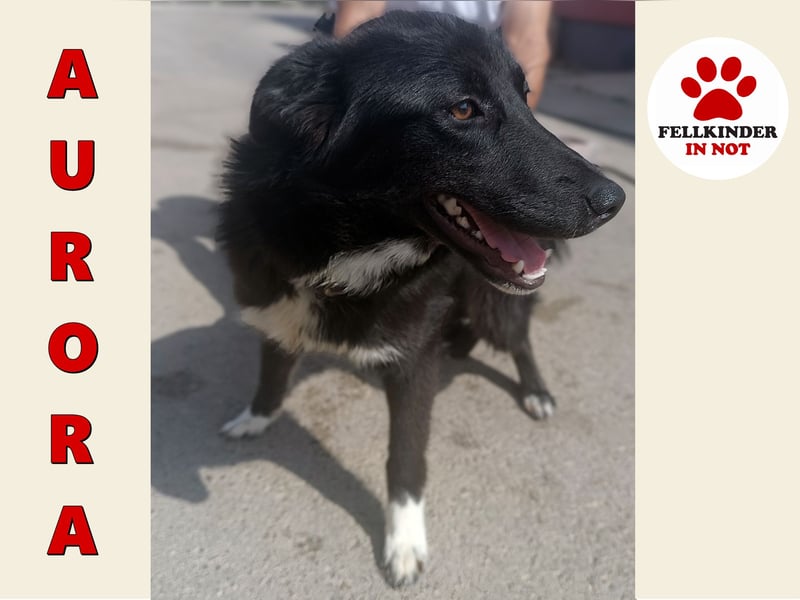 liebenswerte Husky Mischlingshündin Aurora sucht ihre Familie