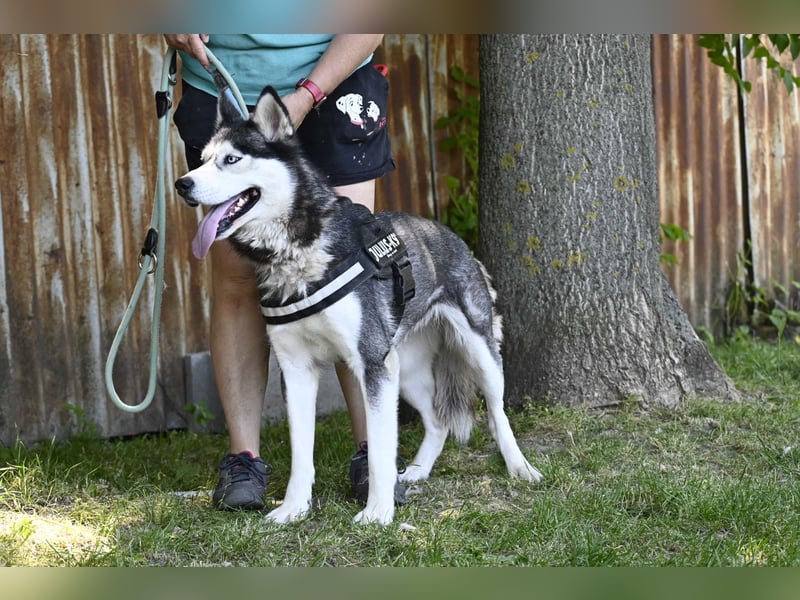 Maja SI – Liebevolle Husky-Dame sucht sportliches Zuhause