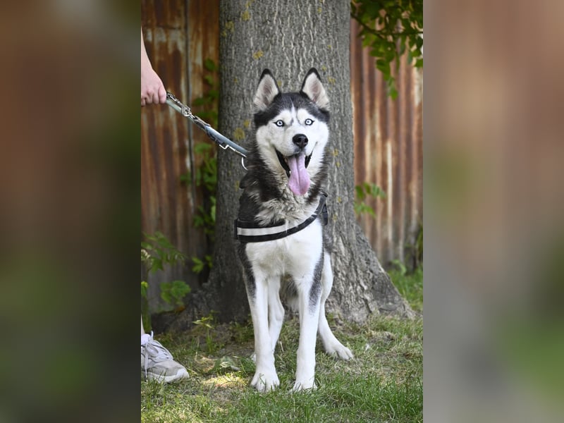 Maja SI – Liebevolle Husky-Dame sucht sportliches Zuhause
