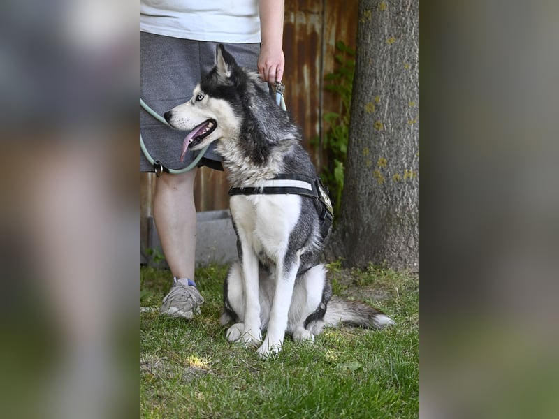 Maja SI – Liebevolle Husky-Dame sucht sportliches Zuhause