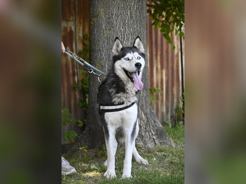 Maja SI – Liebevolle Husky-Dame sucht sportliches Zuhause