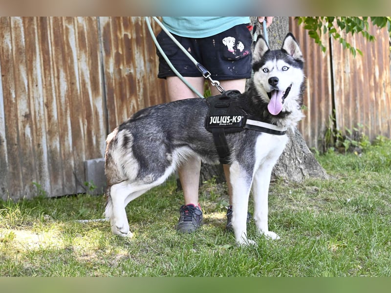 Maja SI – Liebevolle Husky-Dame sucht sportliches Zuhause