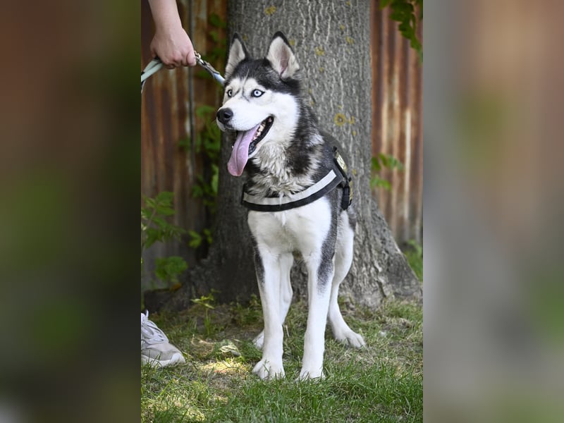 Maja SI – Liebevolle Husky-Dame sucht sportliches Zuhause