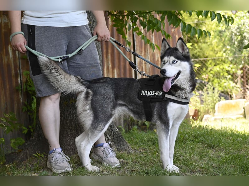 Maja SI – Liebevolle Husky-Dame sucht sportliches Zuhause