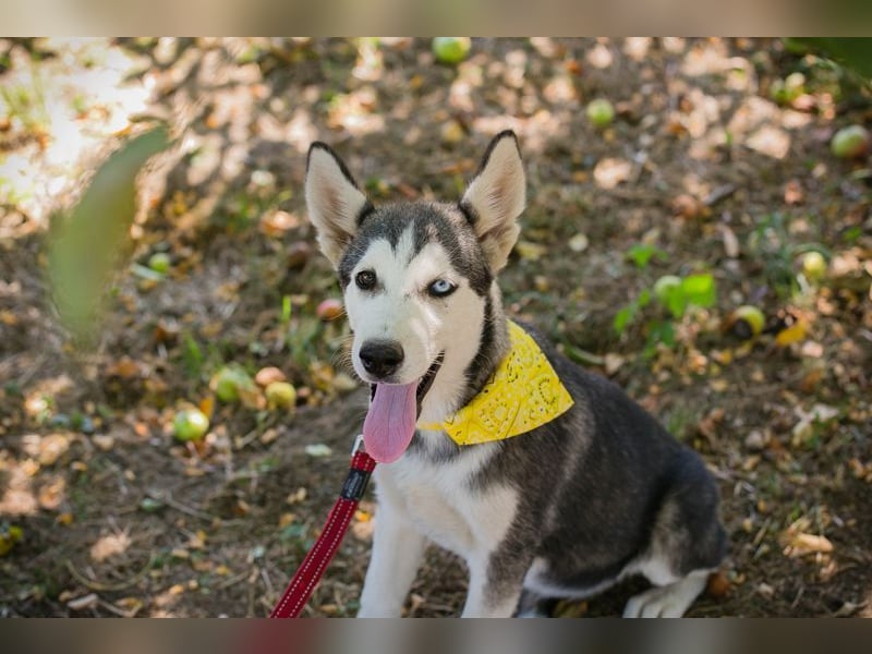 Welpe SHIRA - das Husky-Mix-Mädel bringt eine große Portion Leben und Frohsinn in dein Zuhause